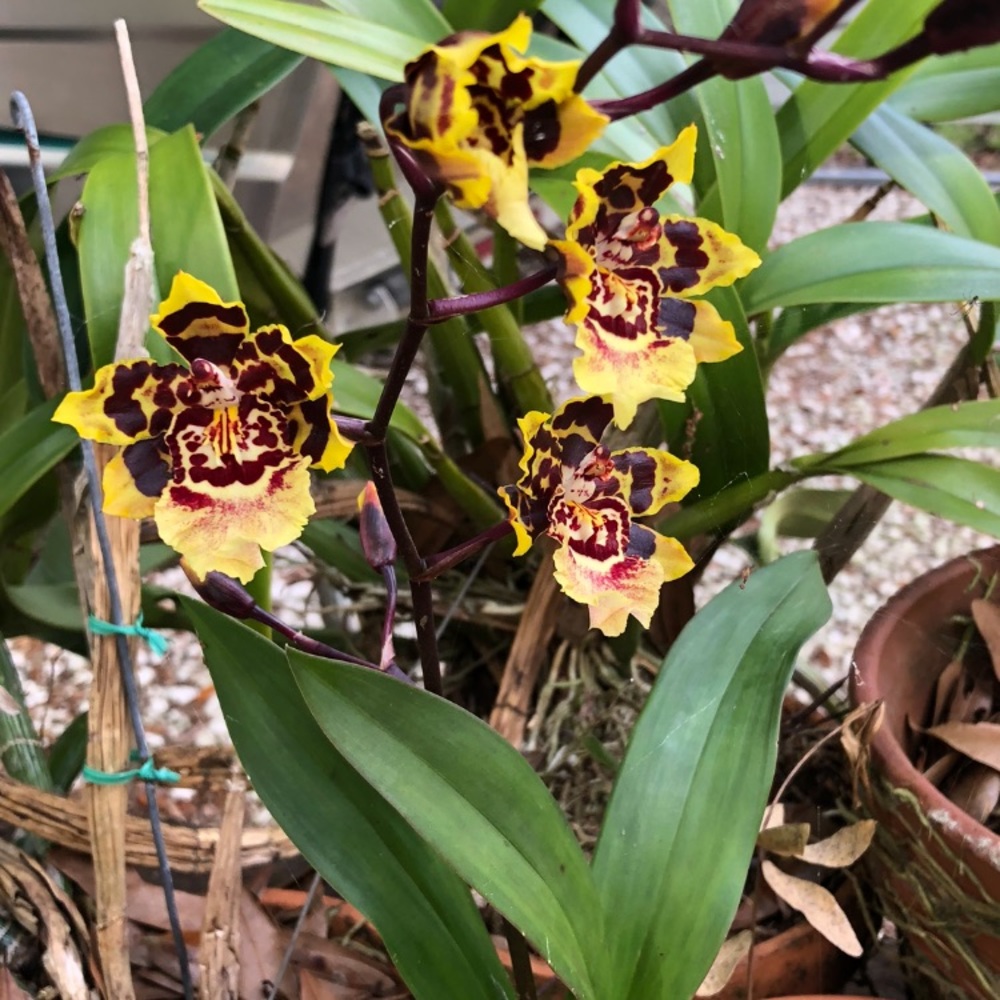 Meet your Posher, Carrie